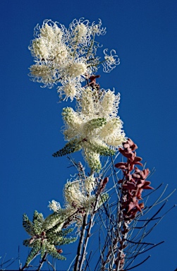 APII jpeg image of Grevillea leucopteris  © contact APII