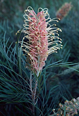 APII jpeg image of Grevillea 'Pink Surprise'  © contact APII