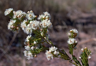 APII jpeg image of Verticordia cunninghamii  © contact APII