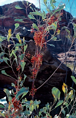 APII jpeg image of Grevillea wickhamii  © contact APII