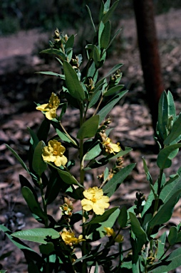 APII jpeg image of Hibbertia banksii  © contact APII