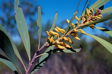 APII jpeg image of Persoonia falcata  © contact APII