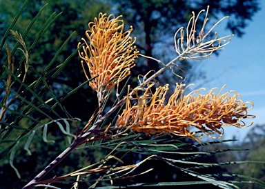 APII jpeg image of Grevillea 'Honey Gem'  © contact APII