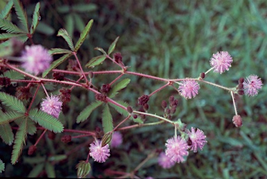 APII jpeg image of Mimosa pudica  © contact APII