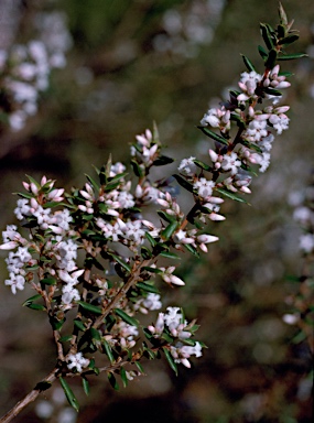 APII jpeg image of Leucopogon ericoides  © contact APII