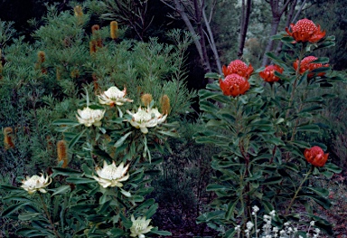 APII jpeg image of Telopea speciosissima  © contact APII