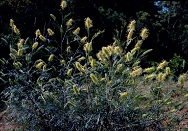 APII jpeg image of Grevillea whiteana  © contact APII