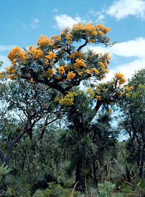 APII jpeg image of Nuytsia floribunda  © contact APII