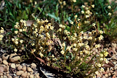 APII jpeg image of Grevillea cirsiifolia  © contact APII