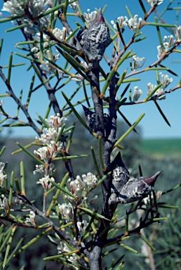 APII jpeg image of Hakea psilorrhyncha  © contact APII