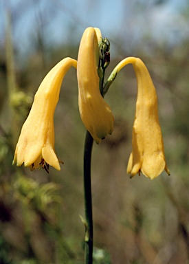 APII jpeg image of Blandfordia grandiflora  © contact APII