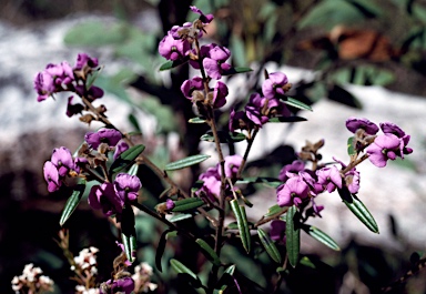 APII jpeg image of Hovea pedunculata  © contact APII