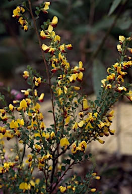 APII jpeg image of Bossiaea rhombifolia  © contact APII