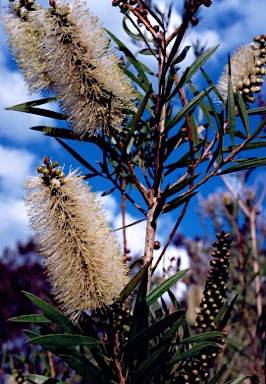 APII jpeg image of Callistemon salignus 'Snowdrift'  © contact APII