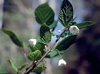 APII jpeg image of Aristotelia australasica  © contact APII