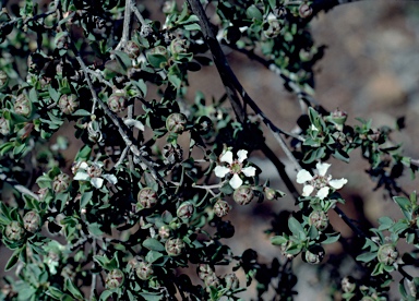 APII jpeg image of Leptospermum erubescens  © contact APII