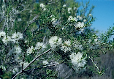 APII jpeg image of Melaleuca rhaphiophylla  © contact APII