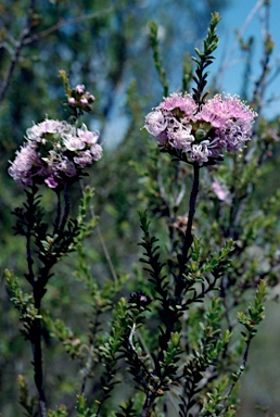 APII jpeg image of Kunzea micrantha  © contact APII