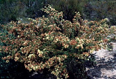 APII jpeg image of Melaleuca urceolaris  © contact APII