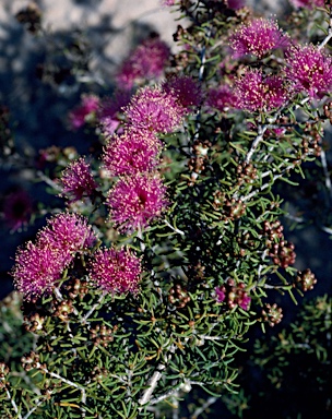 APII jpeg image of Melaleuca leuropoma  © contact APII