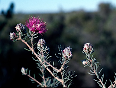 APII jpeg image of Melaleuca aspalathoides  © contact APII