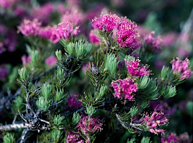 APII jpeg image of Melaleuca trichophylla  © contact APII