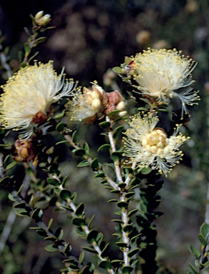 APII jpeg image of Melaleuca megacephala  © contact APII