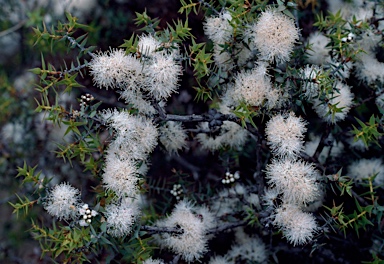 APII jpeg image of Melaleuca longistaminea  © contact APII