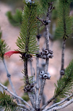 APII jpeg image of Calothamnus villosus  © contact APII