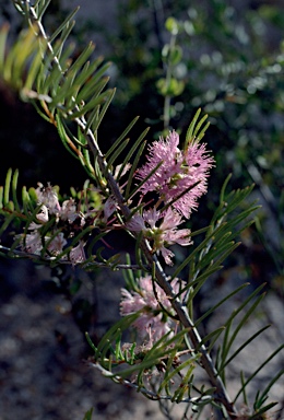 APII jpeg image of Melaleuca ctenoides  © contact APII