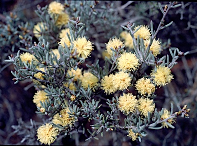 APII jpeg image of Melaleuca brophyi  © contact APII