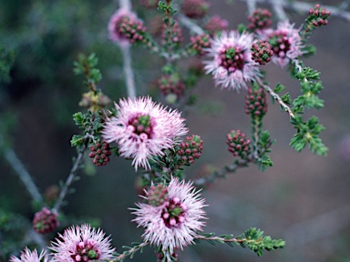 APII jpeg image of Beaufortia bracteosa  © contact APII