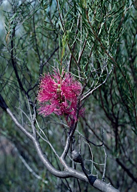 APII jpeg image of Melaleuca fulgens subsp. fulgens  © contact APII