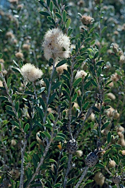 APII jpeg image of Melaleuca hnatiukii  © contact APII