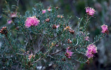 APII jpeg image of Melaleuca tuberculata var. macrophylla  © contact APII