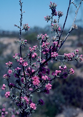 APII jpeg image of Kunzea acicularis  © contact APII