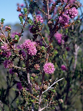 APII jpeg image of Kunzea recurva  © contact APII