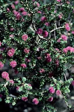 APII jpeg image of Melaleuca spathulata  © contact APII