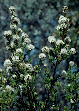 APII jpeg image of Kunzea recurva  © contact APII