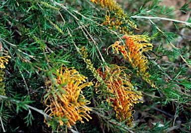 APII jpeg image of Grevillea tenuiloba  © contact APII