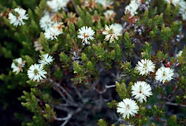 APII jpeg image of Melaleuca squamea  © contact APII