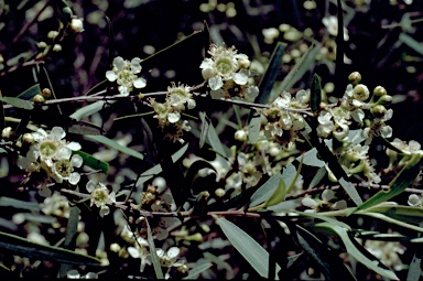 APII jpeg image of Leptospermum brachyandrum  © contact APII