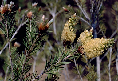 APII jpeg image of Callistemon pityoides  © contact APII