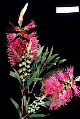 APII jpeg image of Callistemon citrinus 'Eastland'  © contact APII