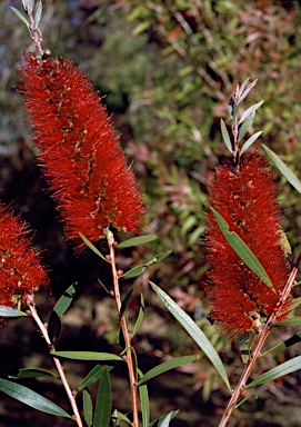 APII jpeg image of Callistemon 'McIntosh'  © contact APII