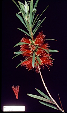 APII jpeg image of Callistemon 'Hannah Ray'  © contact APII