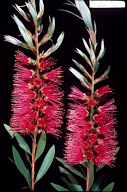 APII jpeg image of Callistemon 'Reeves Pink'  © contact APII