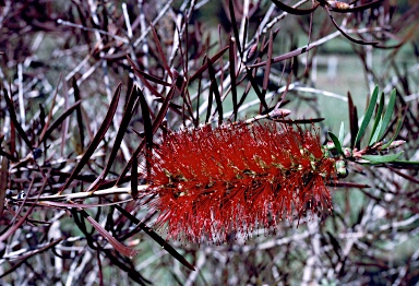 APII jpeg image of Callistemon 'Red Major'  © contact APII