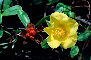 APII jpeg image of Hibbertia scandens  © contact APII