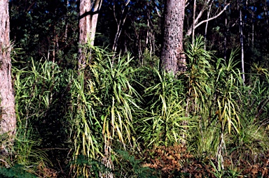 APII jpeg image of Cordyline stricta  © contact APII